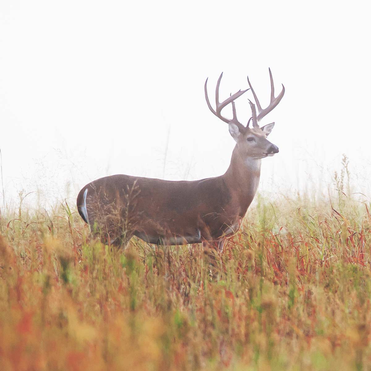 bkf_home_whitetail2