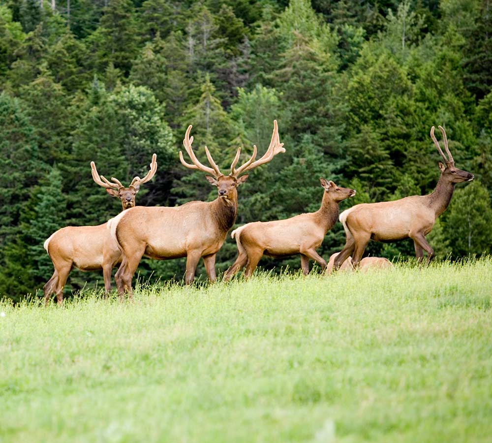 bkf_hunting_elk