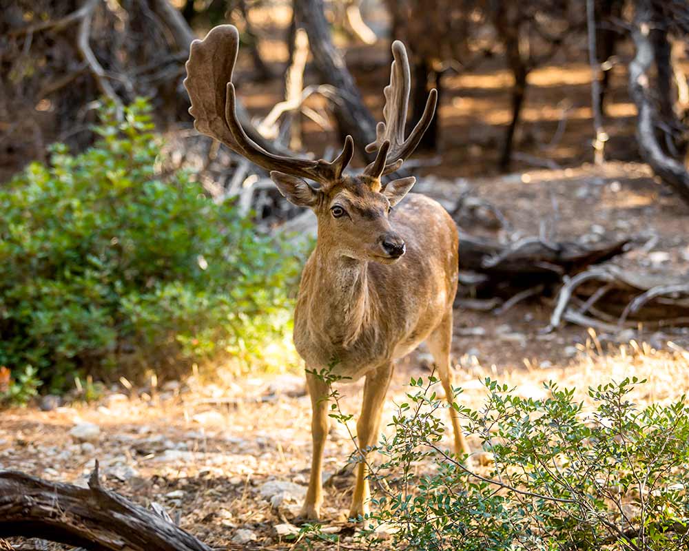 bkf_hunting_majestic