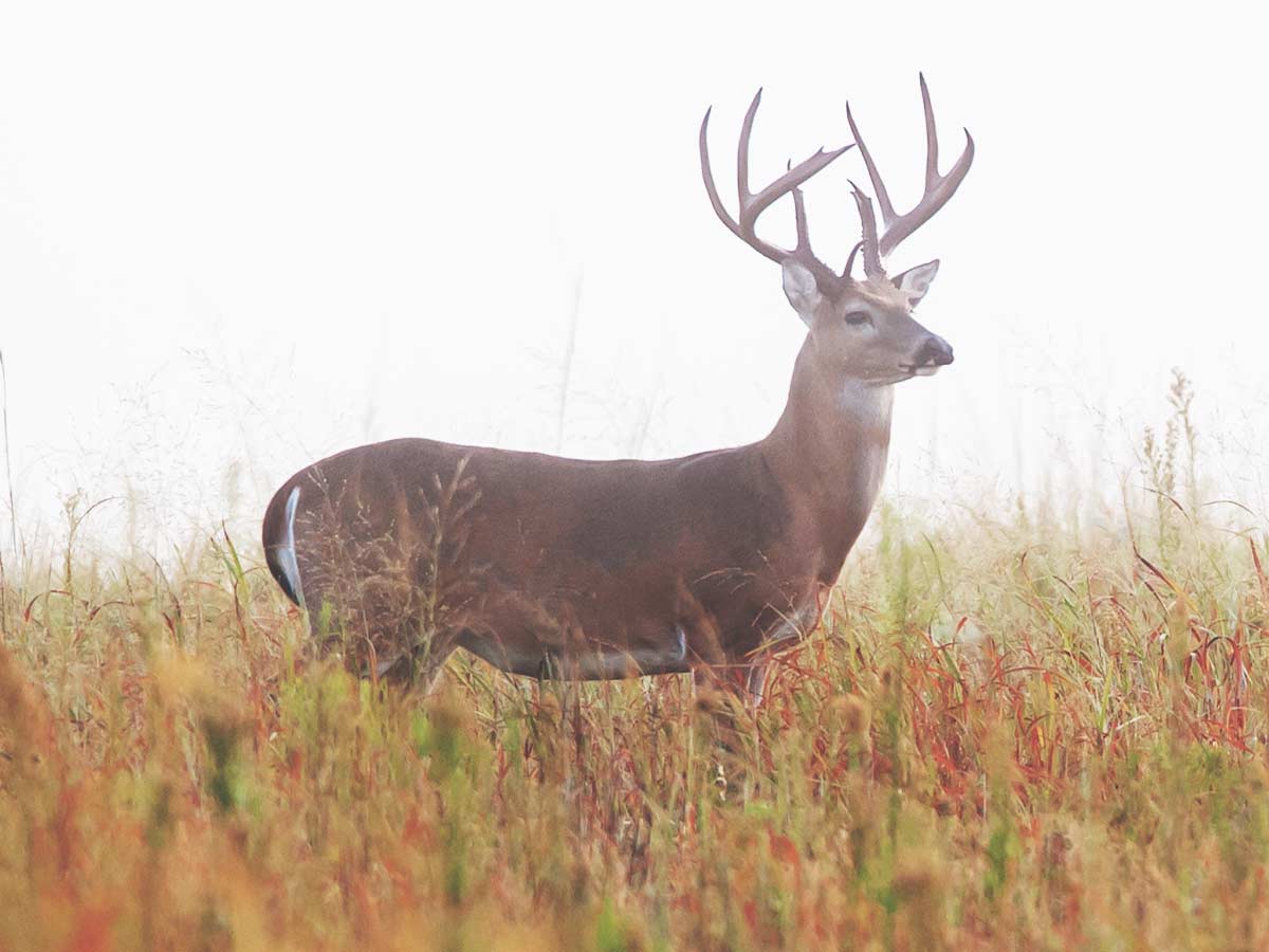 bkf_hunting_whitetail1_rev