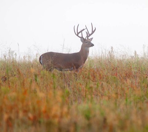 Hunting | BattenKill Farms